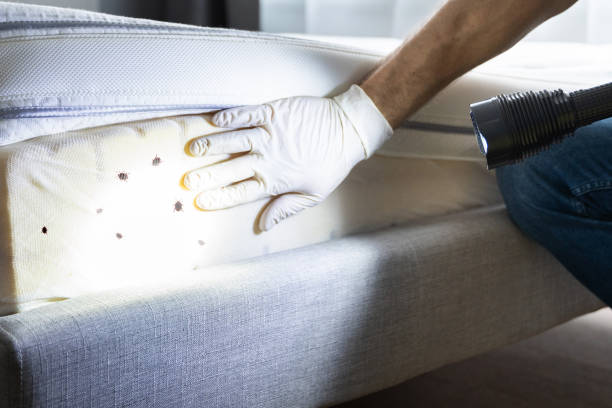 Best Termite Control Services  in Centreville, MD